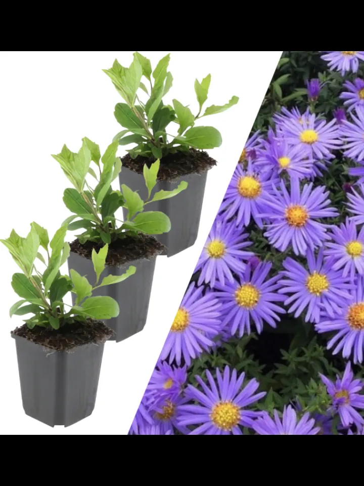 NatureNest Pflanzen & Zubehör<3 Asterpflanzen Aster ageratoides 'Asran'