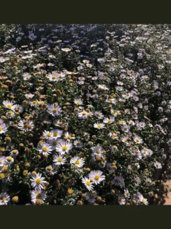 NatureNest Pflanzen & Zubehör<3 Asterpflanzen Aster ageratoides 'Asran'
