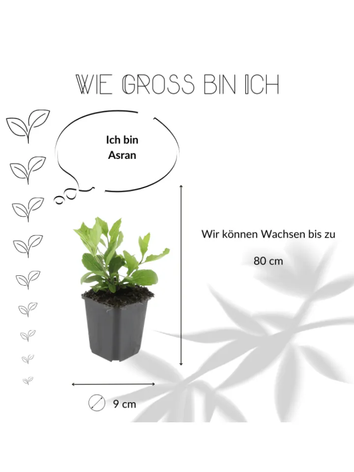 NatureNest Pflanzen & Zubehör<3 Asterpflanzen Aster ageratoides 'Asran'