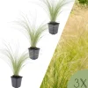 NatureNest Pflanzen & Zubehör<3 Federgras pflanzen Stipa tenuissima 'Ponytails'
