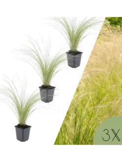 NatureNest Pflanzen & Zubehör<3 Federgras pflanzen Stipa tenuissima 'Ponytails'