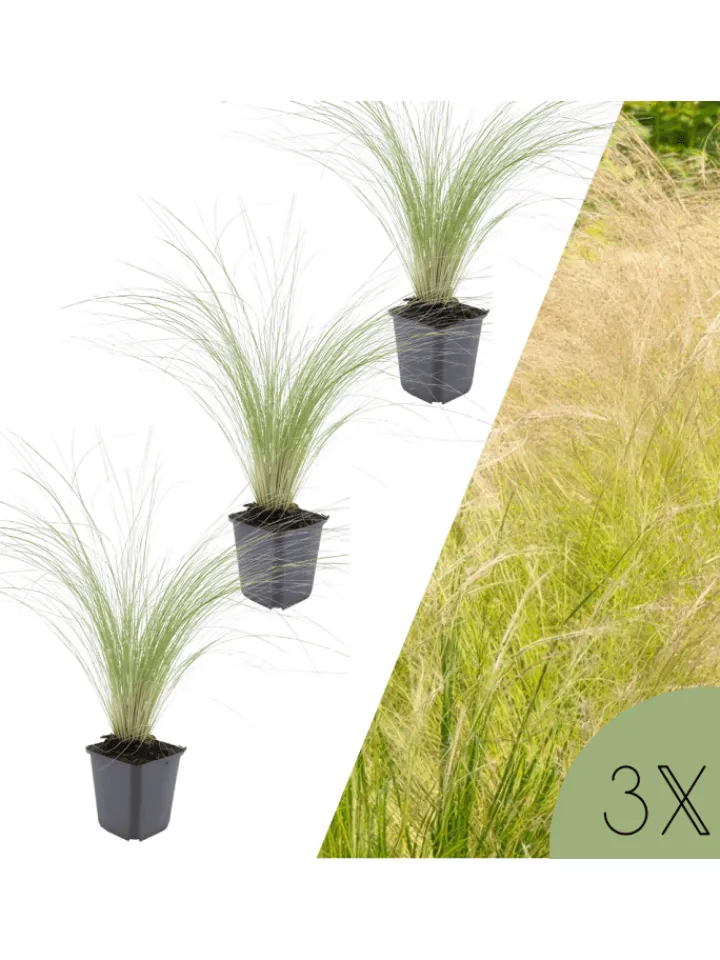 NatureNest Pflanzen & Zubehör<3 Federgras pflanzen Stipa tenuissima 'Ponytails'