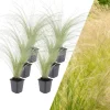 NatureNest Pflanzen & Zubehör<6 Federgraspflanzen Stipa tenuissima 'Ponytails'