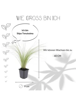 NatureNest Pflanzen & Zubehör<6 Federgraspflanzen Stipa tenuissima 'Ponytails'