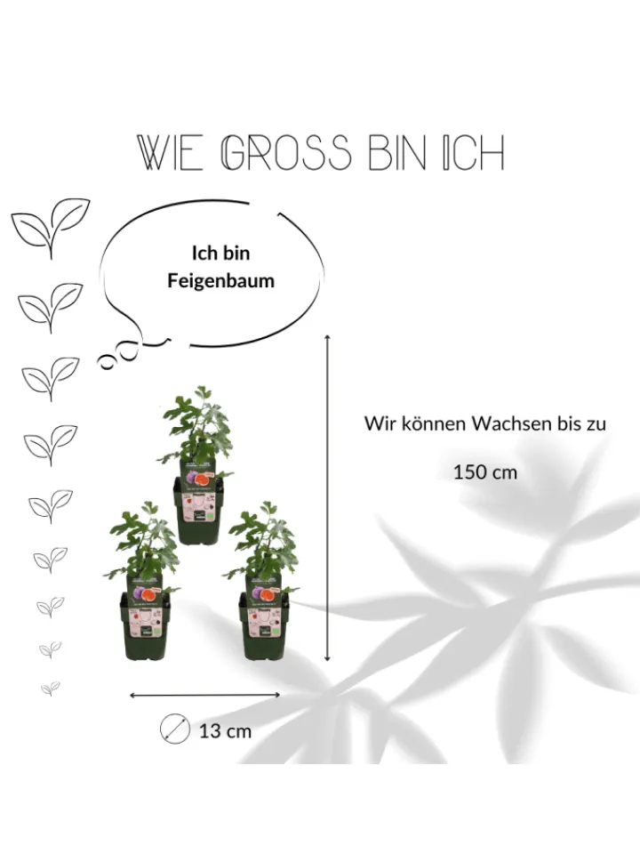 NatureNest Pflanzen & Zubehör<3 Feigenbaum-Pflanzen