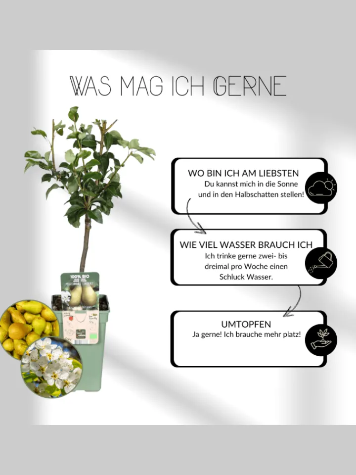 NatureNest Pflanzen & Zubehör<3 Feigenbaum-Pflanzen