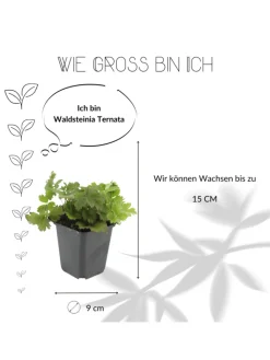 NatureNest Pflanzen & Zubehör<3 Goldbeere pflanzen Waldsteinia ternata
