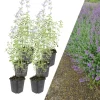 NatureNest Pflanzen & Zubehör<6 Katzenminze-Pflanzen Nepeta 'Walker's Low'