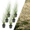 NatureNest Pflanzen & Zubehör<6 Lampengras pflanzen Pennisetum alopecuroides 'Hameln'