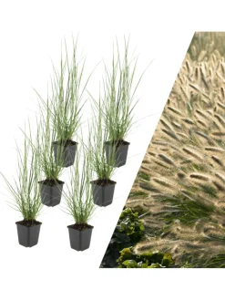 NatureNest Pflanzen & Zubehör<6 Lampengras pflanzen Pennisetum alopecuroides 'Hameln'