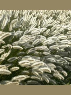 NatureNest Pflanzen & Zubehör<6 Lampengras pflanzen Pennisetum alopecuroides 'Hameln'