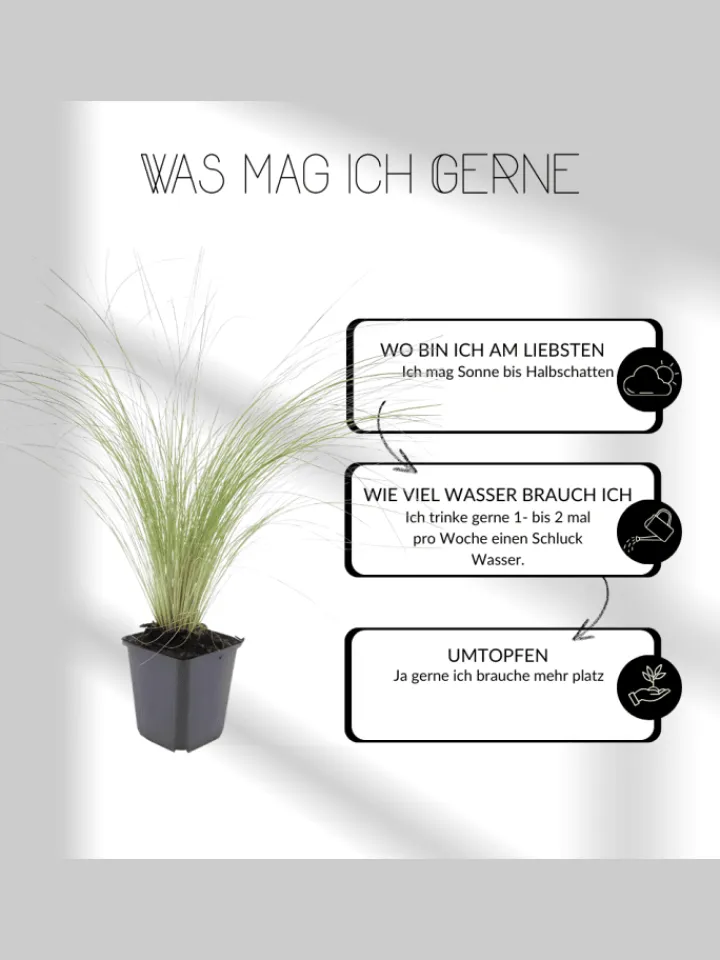 NatureNest Pflanzen & Zubehör<6 Lampengras pflanzen Pennisetum alopecuroides 'Hameln'