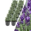 NatureNest Pflanzen & Zubehör<12 Lavendelpflanzen Lavandula angustifolia 'Hidcote'