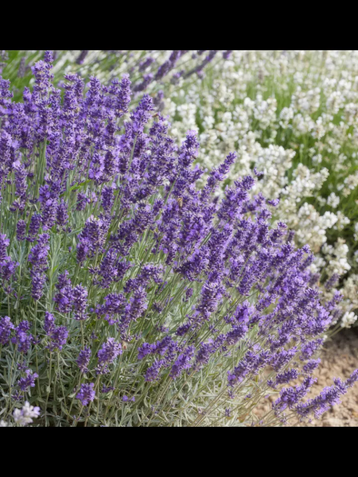 NatureNest Pflanzen & Zubehör<12 Lavendelpflanzen Lavandula angustifolia 'Hidcote'