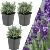 NatureNest Pflanzen & Zubehör<3 Lavendelpflanzen Lavandula angustifolia 'Hidcote'