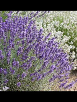 NatureNest Pflanzen & Zubehör<3 Lavendelpflanzen Lavandula angustifolia 'Hidcote'