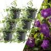 NatureNest Pflanzen & Zubehör<6 Purpur-Immergrün-Pflanzen Vinca minor 'Atropurpurea'