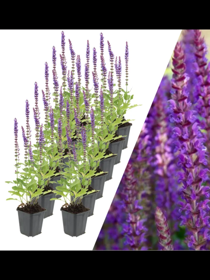 NatureNest Pflanzen & Zubehör<12 Salbei pflanzen Salvia nemorosa 'Ostfriesland'
