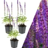 NatureNest Pflanzen & Zubehör<3 Salbei pflanzen Salvia nemorosa 'Ostfriesland'