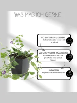 NatureNest Pflanzen & Zubehör<3 Salbei pflanzen Salvia nemorosa 'Ostfriesland'