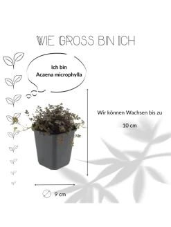 NatureNest Pflanzen & Zubehör<3 Stachelnusspflanzen Acaena microphylla 'Kupferteppich'
