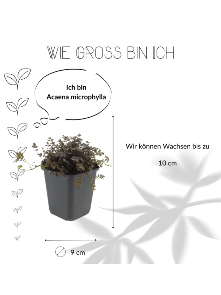 NatureNest Pflanzen & Zubehör<3 Stachelnusspflanzen Acaena microphylla 'Kupferteppich'