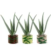 MeinVIPShop Pflanzen & Zubehör<Aloe Vera 42cm im 3er Set im Übertopf