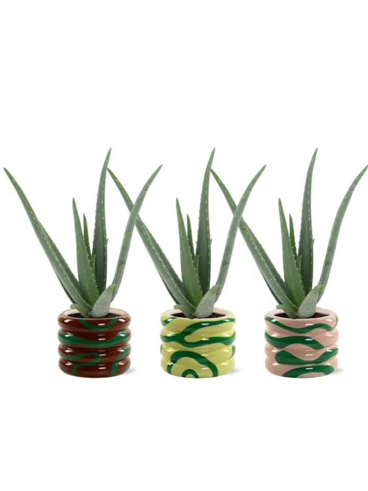 MeinVIPShop Pflanzen & Zubehör<Aloe Vera 42cm im 3er Set im Übertopf