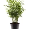 MeinVIPShop Pflanzen & Zubehör<Bergpalme 45cm Zimmerpflanze