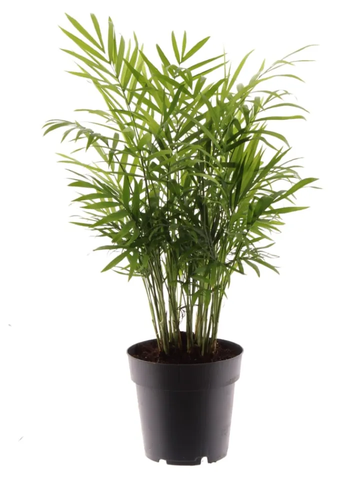 MeinVIPShop Pflanzen & Zubehör<Bergpalme 45cm Zimmerpflanze