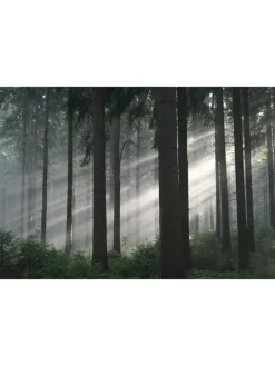 WVG Medien Tv & Audio<Das grüne Wunder - Unser Wald