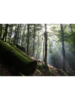 WVG Medien Tv & Audio<Das grüne Wunder - Unser Wald