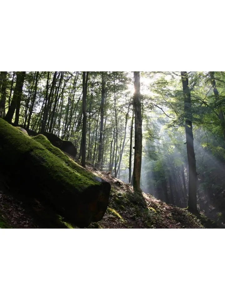 WVG Medien Tv & Audio<Das grüne Wunder - Unser Wald