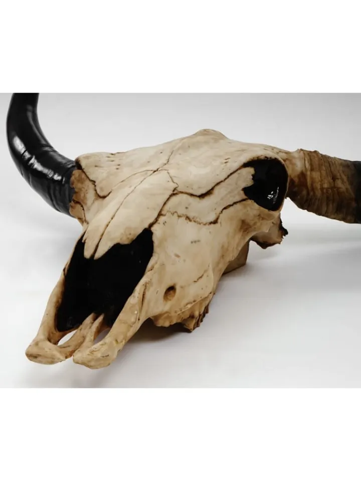 MCW Gartendekoration<Deko Schädel Stier, Natur