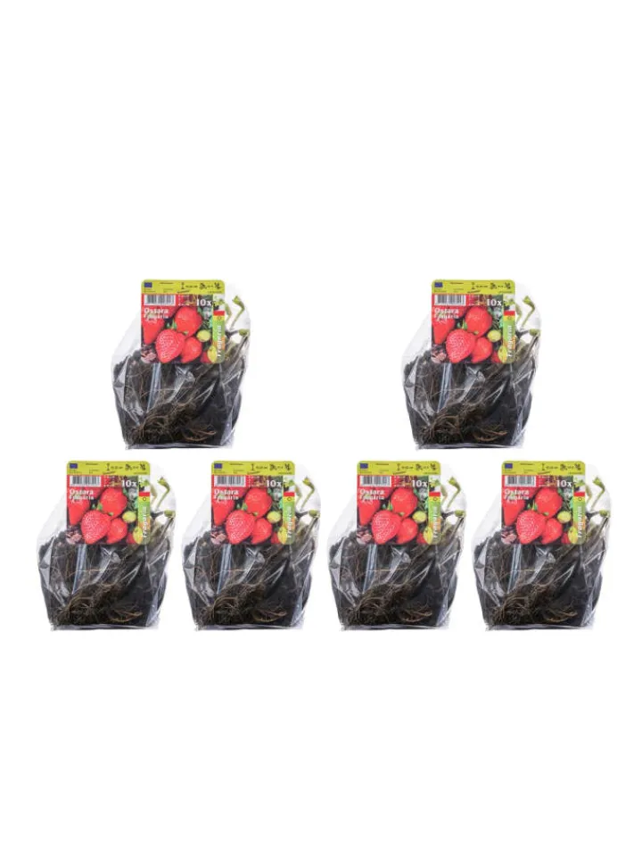 GARDENZO Pflanzen & Zubehör<60-er set Erdbeerfrigopflanzen