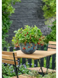 GARDENZO Pflanzen & Zubehör<20-er set Erdbeerfrigopflanzen