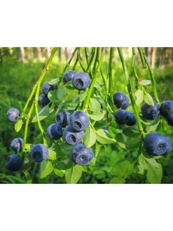 GARDENZO Pflanzen & Zubehör<4er-Set: Blaubeere in Blau
