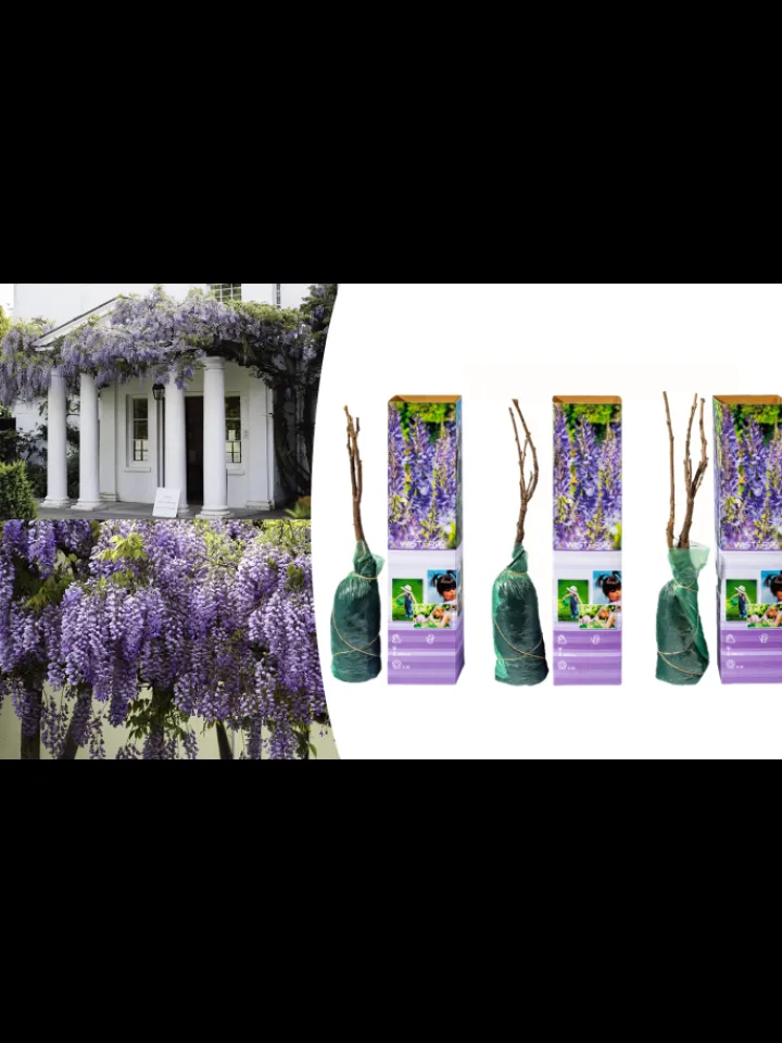 GARDENZO Pflanzen & Zubehör<3er-Set: Blaue Regenpflanzen in Lila