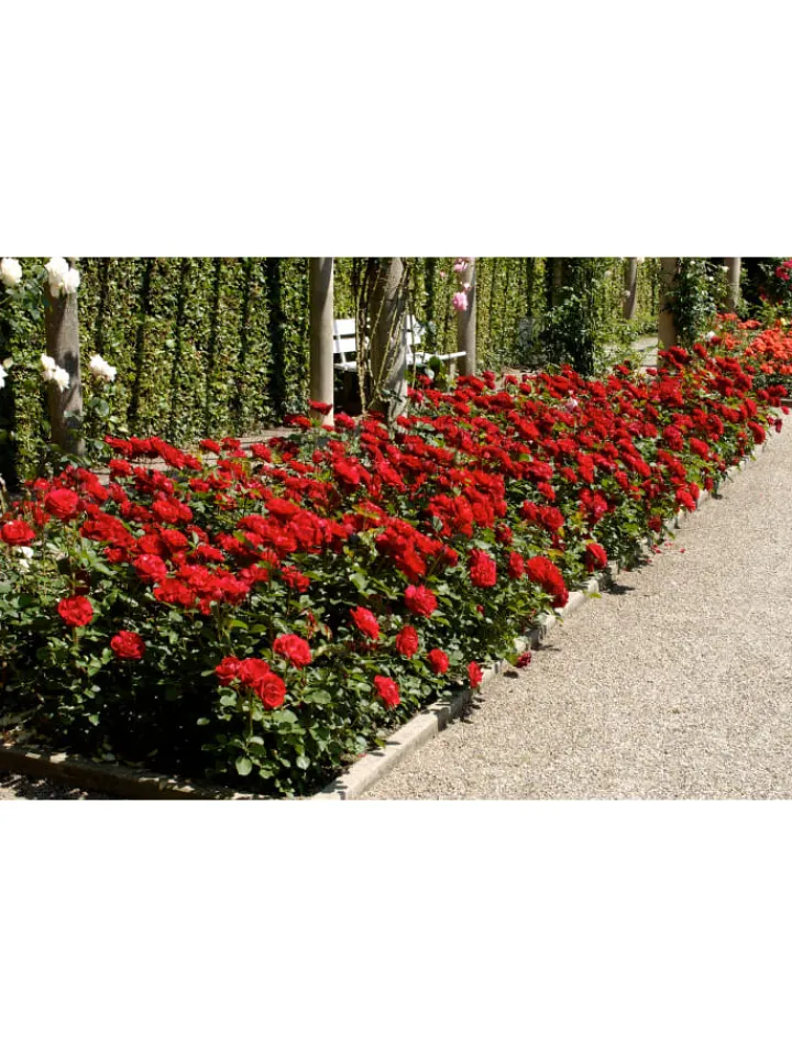 GARDENZO Pflanzen & Zubehör<4er-Set: Duftende großblumige Gartenrosen in Bunt
