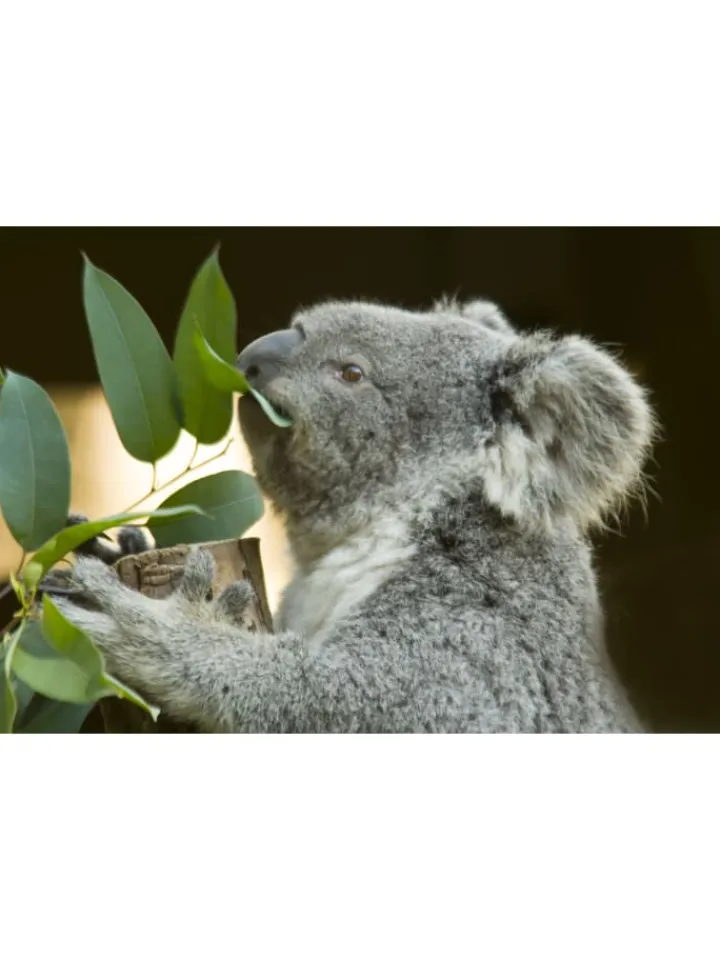 GARDENZO Pflanzen & Zubehör<2er-Set: Eucalyptus gunnii Azura am Stamm