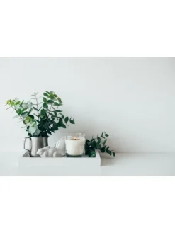GARDENZO Pflanzen & Zubehör<2er-Set: Eucalyptus gunnii Azura am Stamm