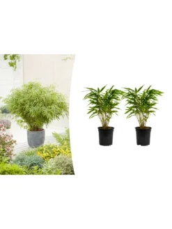GARDENZO Pflanzen & Zubehör<2er-Set: Fargesia (Schrimbambus) Medium nicht wuchernd