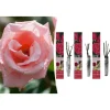 GARDENZO Pflanzen & Zubehör<3er-Set: Großblütige Rosen in Rosa