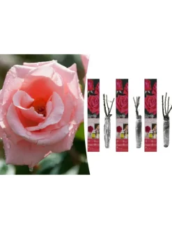 GARDENZO Pflanzen & Zubehör<3er-Set: Großblütige Rosen in Rosa