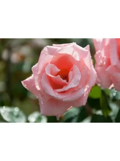 GARDENZO Pflanzen & Zubehör<3er-Set: Großblütige Rosen in Rosa