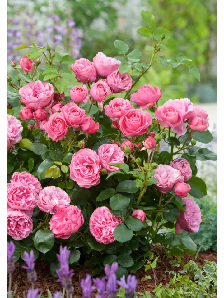 GARDENZO Pflanzen & Zubehör<3er-Set: Großblütige Rosen in Rosa