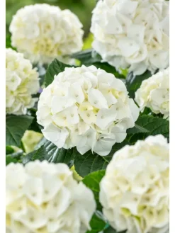 GARDENZO Pflanzen & Zubehör<3er-Set: Hortensie (Hydrangea macrophylla) in Weiß