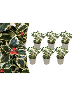 GARDENZO Pflanzen & Zubehör<6er-Set: Ilex aquifolium 'Argentea Marginata'