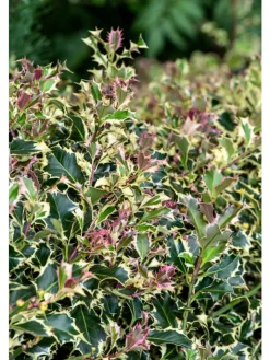 GARDENZO Pflanzen & Zubehör<6er-Set: Ilex aquifolium 'Argentea Marginata'