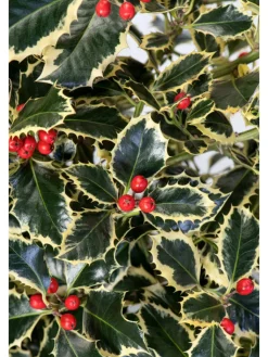 GARDENZO Pflanzen & Zubehör<6er-Set: Ilex aquifolium 'Argentea Marginata'